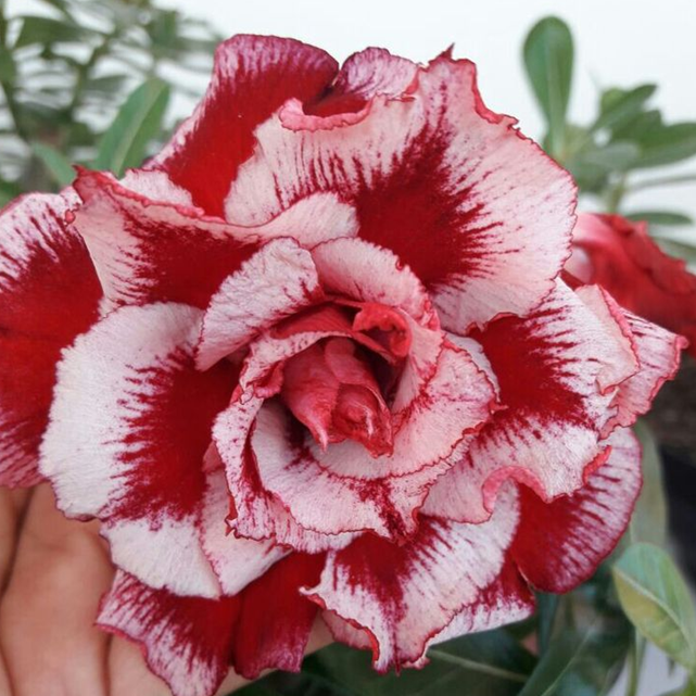 🏠🤗Desert Rose Bulbs💥Heat Resistant & Super Easy Care🌹🌵