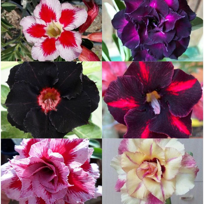 🏠🤗Desert Rose Bulbs💥Heat Resistant & Super Easy Care🌹🌵