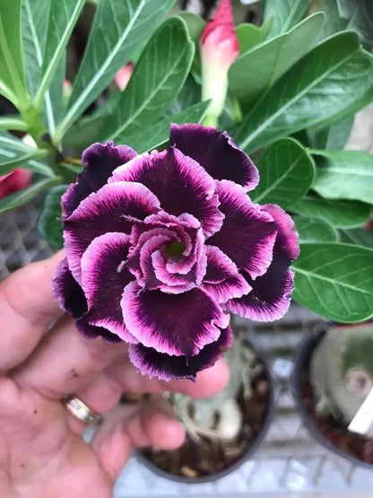 🏠🤗Desert Rose Bulbs💥Heat Resistant & Super Easy Care🌹🌵