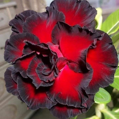 🏠🤗Desert Rose Bulbs💥Heat Resistant & Super Easy Care🌹🌵