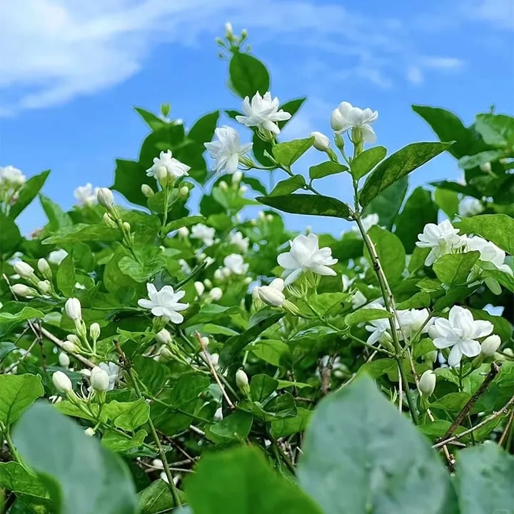 LAST DAY Promotion 49% OFF 🌸 Jasmine Potted Plant (Can be planted in winter)
