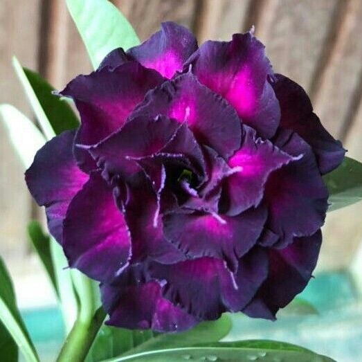🏠🤗Desert Rose Bulbs💥Heat Resistant & Super Easy Care🌹🌵