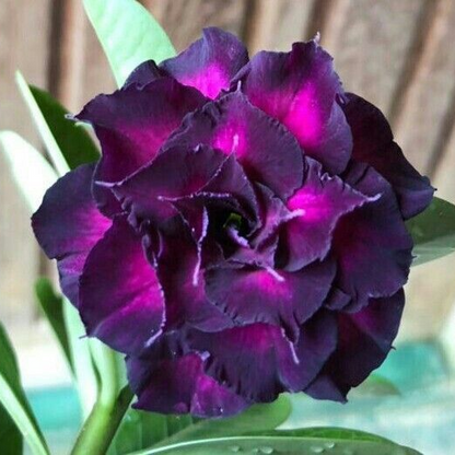 🏠🤗Desert Rose Bulbs💥Heat Resistant & Super Easy Care🌹🌵