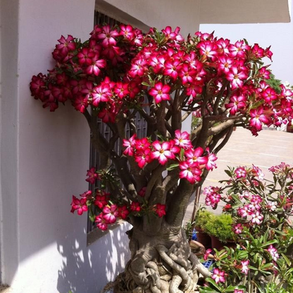 🏠🤗Desert Rose Bulbs💥Heat Resistant & Super Easy Care🌹🌵