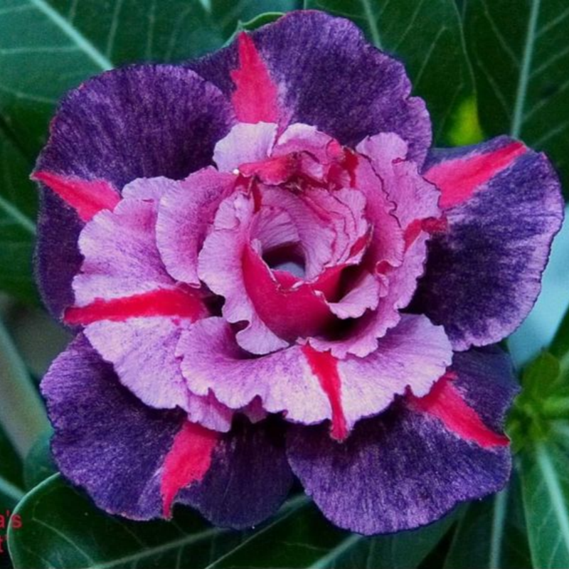 🏠🤗Desert Rose Bulbs💥Heat Resistant & Super Easy Care🌹🌵