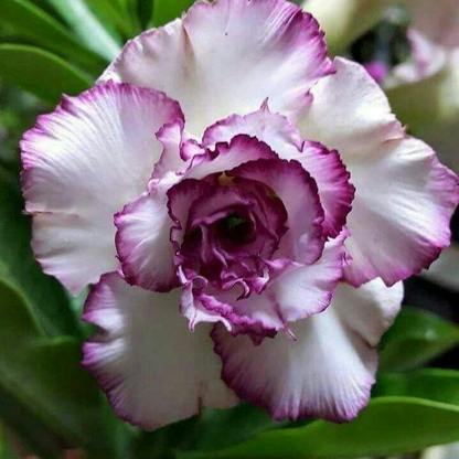 🏠🤗Desert Rose Bulbs💥Heat Resistant & Super Easy Care🌹🌵
