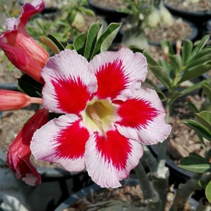 🏠🤗Desert Rose Bulbs💥Heat Resistant & Super Easy Care🌹🌵