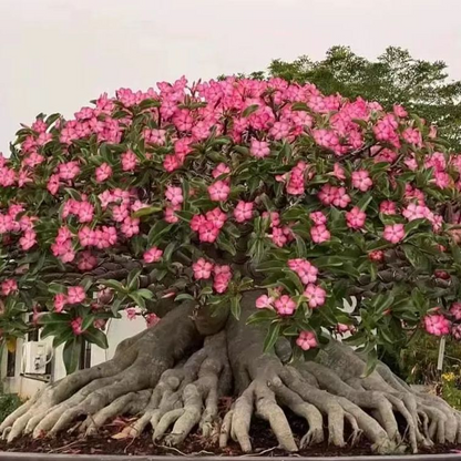 🏠🤗Desert Rose Bulbs💥Heat Resistant & Super Easy Care🌹🌵