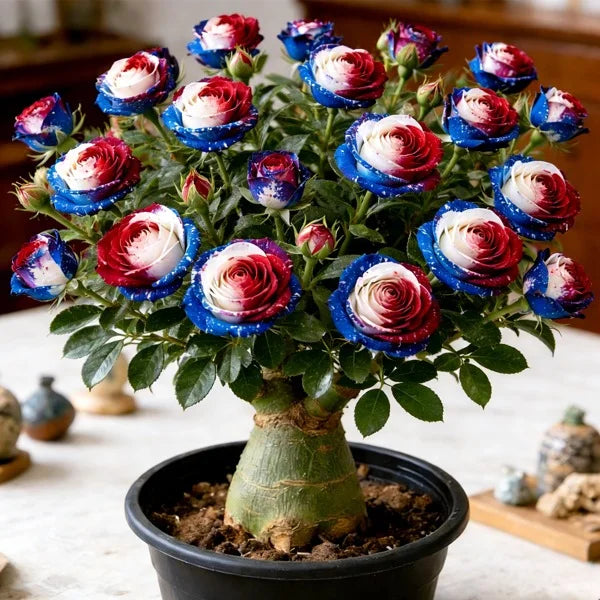 🏠🤗Desert Rose Bulbs💥Heat Resistant & Super Easy Care🌹🌵