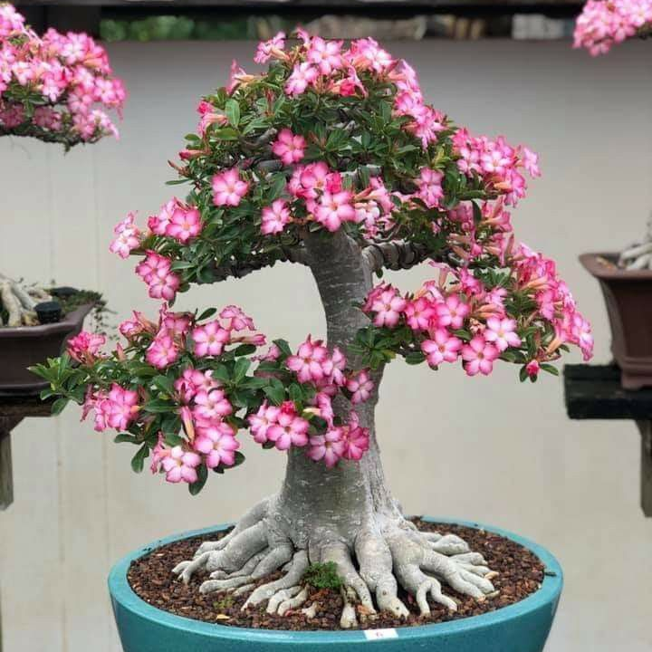 🏠🤗Desert Rose Bulbs💥Heat Resistant & Super Easy Care🌹🌵