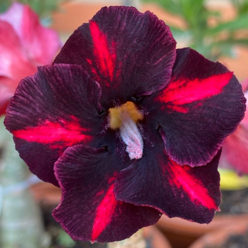 🏠🤗Desert Rose Bulbs💥Heat Resistant & Super Easy Care🌹🌵