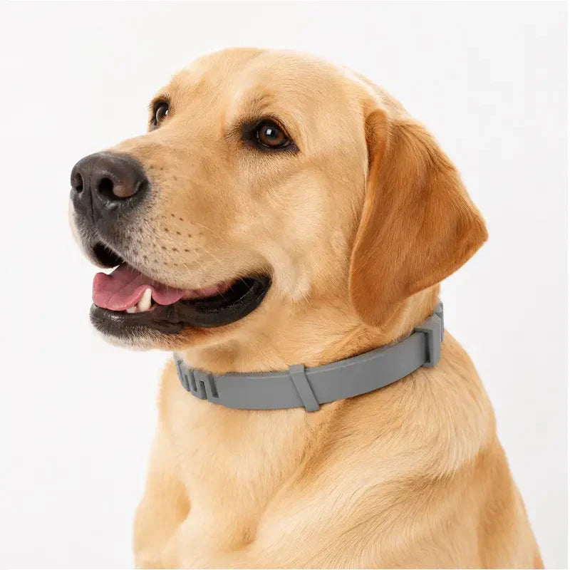 🔥2026 New products🔥Adjustable Flea & Tick Collars for Dogs & Cats